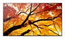 Nec Smart Signage Solution PNM502